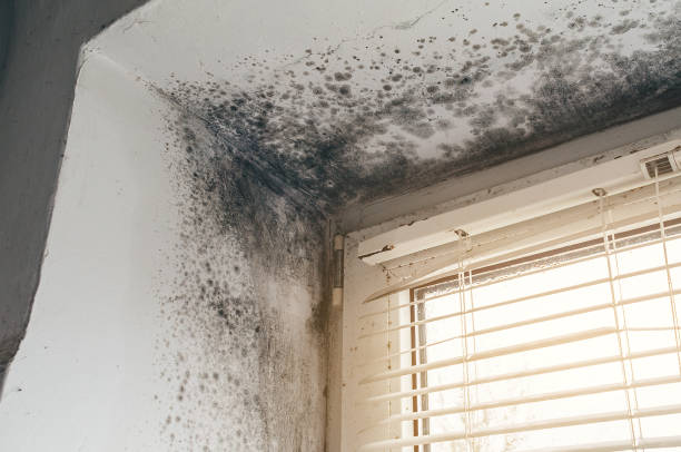 Affordable Basement Mold Removal solutions in Newton, TX