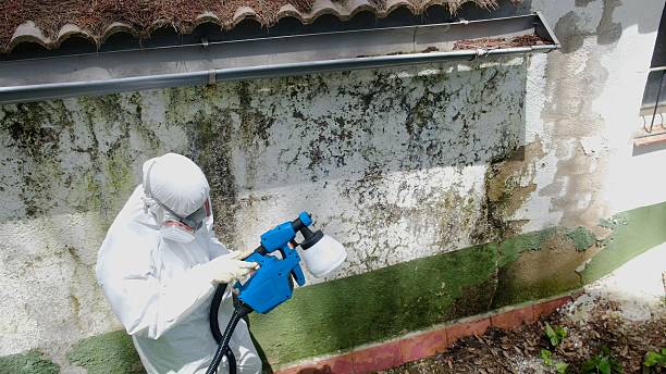 Trusted Mold Inspection service in Newton, TX - Cheap Mold Removal